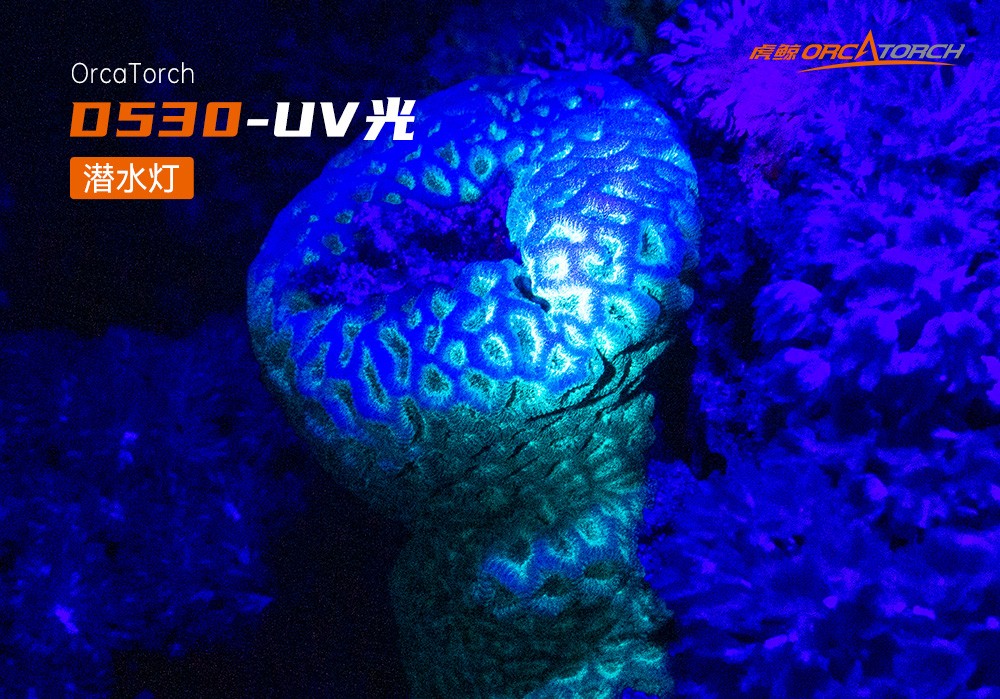 D530 UV 紫外線 潛水攝影照明_潛水照明_水下攝影照明(míng)_潛水攝影(yǐng)補光燈(dēng)_ 91视频成人版OrcaTorch